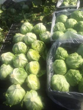 Public product photo - We are  ( Kemet farms )  here  in Egypt
we export all agricultural crops with high quality .
fresh iceberg lettuce 
● we can Delivery your request for any country
● Grade A
● packing : 10 /12  kg plastic box
● for Orders please send your message call Us +201271817478
Or send Email : kemetfarmsdonia@gmail.com
● Export  manager
mrs/ Donia Mostafa
